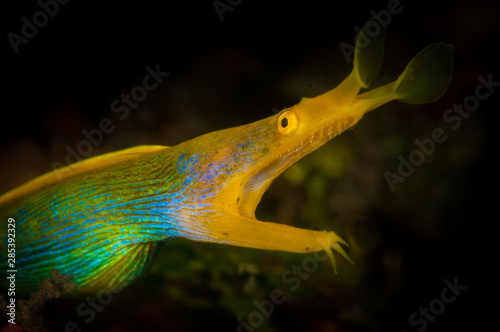 Ribbon eel (Rhinomuraena quaesita) on the TK2 divesite, Lembeh Straits, North Sulawesi, Indonesia photo