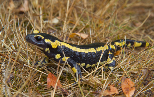 Fire salamander, Salamandra salamandra, crawling in grass