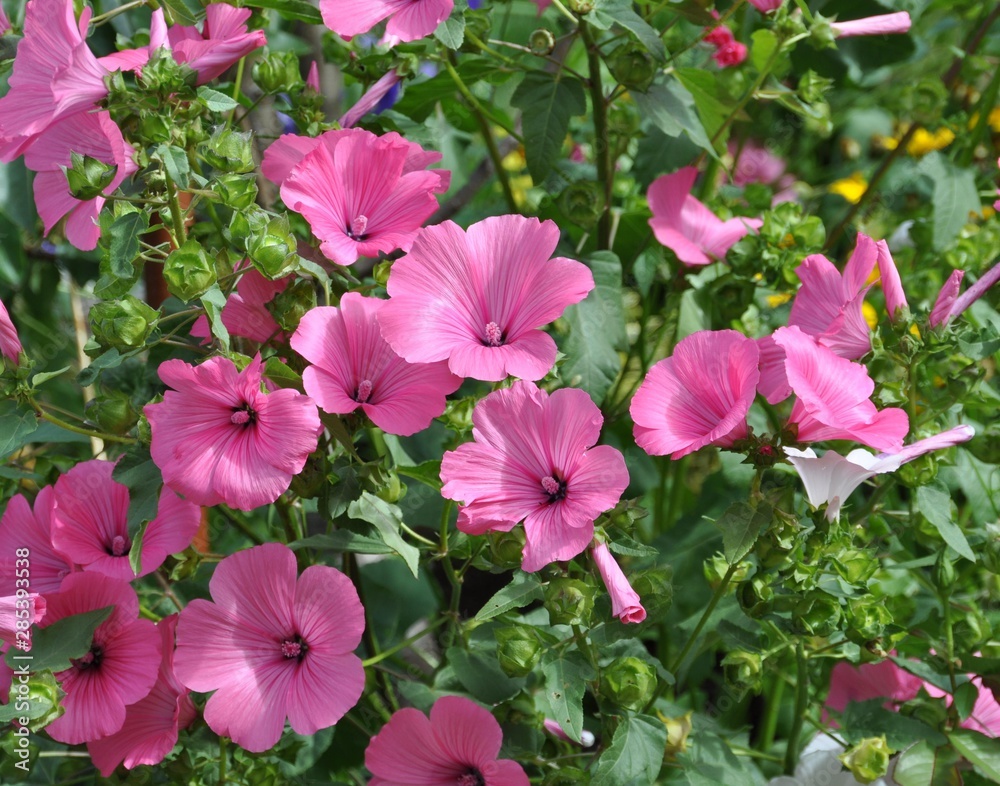 Rosa Malven Rosa Malven