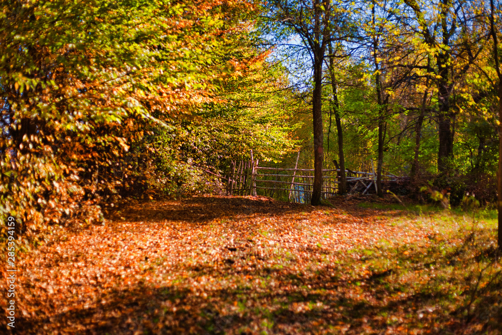 Sunny autumn landscape with golden trees and blue sky in a forest