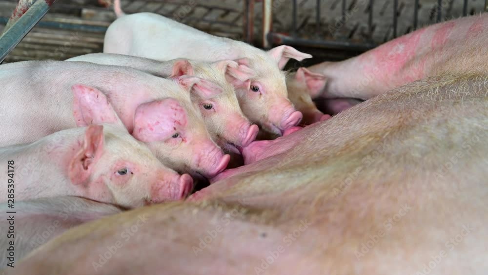 Close up shot of Piglets Suckling Mother Sow Close up shot of Piglets Suckling Mother Sow