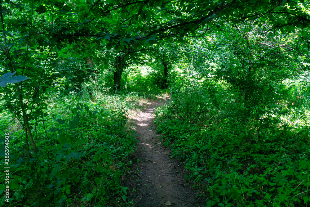 A forest path leads through a dense and green, Sunny forest. A forest path leads through a dense and green, Sunny forest.