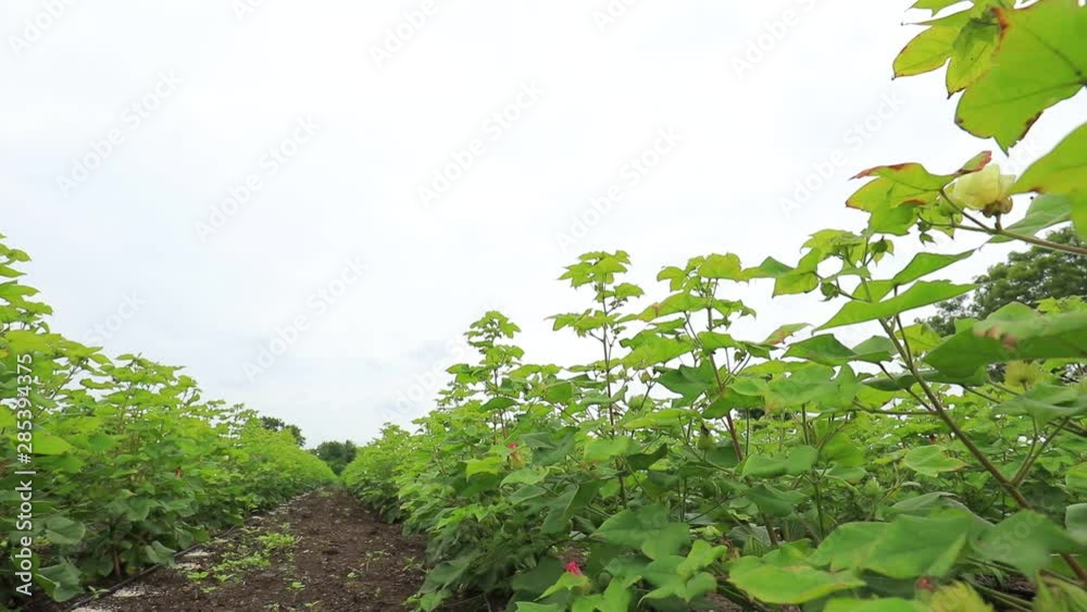 Indian farmer working with bull at his green cotton field
