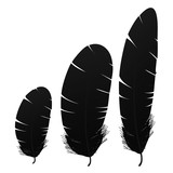 Bird feathers. black feathers. drawing feathers.