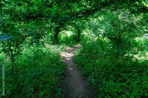 A forest path leads through a dense and green  Sunny forest.