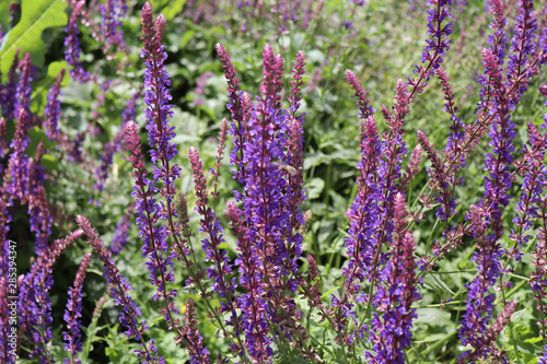 Salvia nemorosa, the woodland sage is a hardy herbaceous perennial plant native to a wide area of central Europe and Western Asia. Blurred background. photo