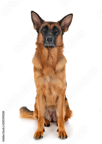 german shepherd in studio