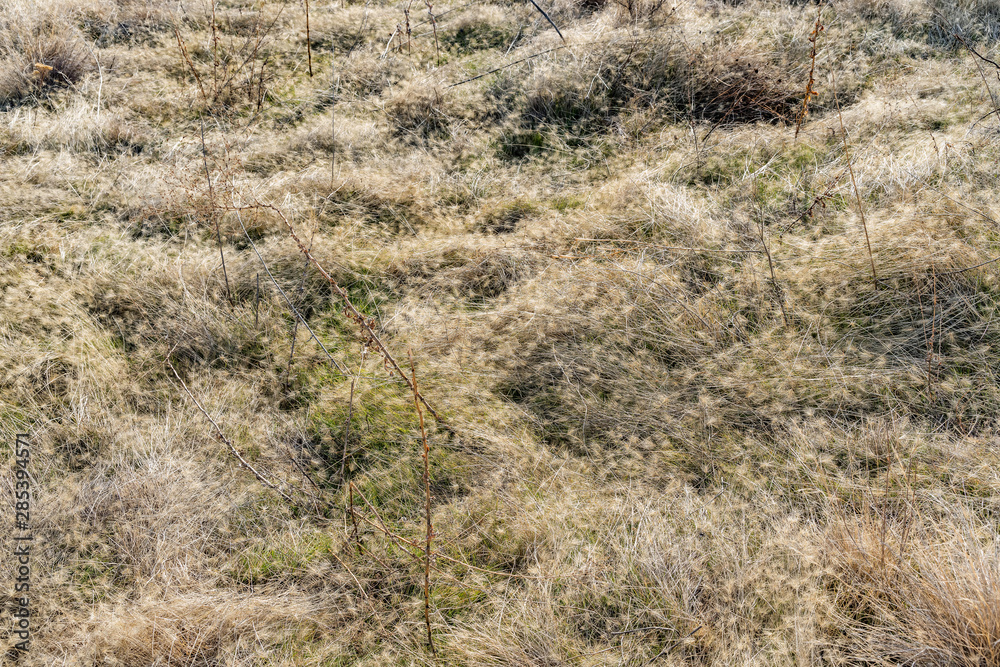 Foothill Grassland Foothill Grassland