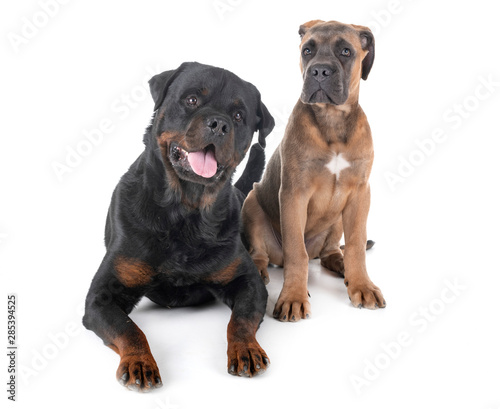 rottweiler and cane corso