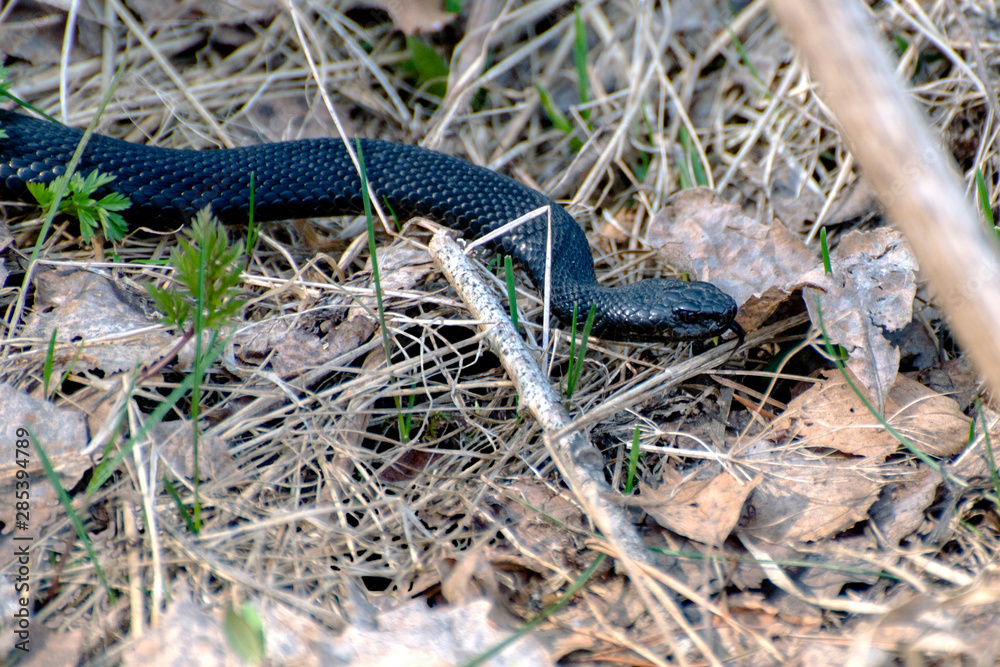 Fototapeta premium Black viper creeps on dry grass in early spring
