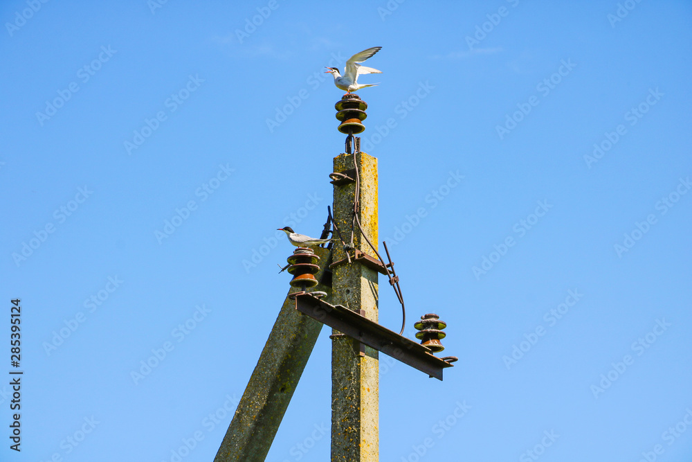 Seagulls on a pillar against a blue sky.