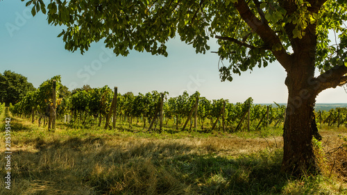 View of the vineyard in hot summer day with clear blue sky bellow the tree.