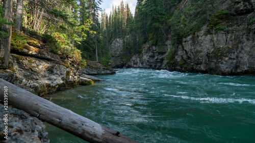 river in the forest