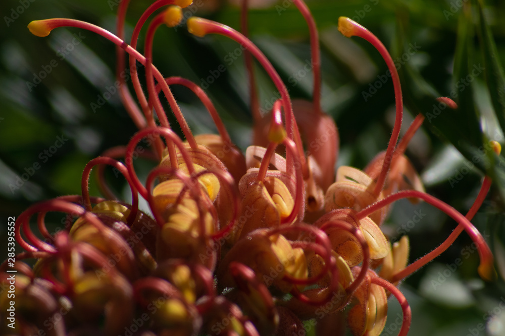 Macro image of blooming orange Grevillea Superb in the sun Macro image of blooming orange Grevillea Superb in the sun