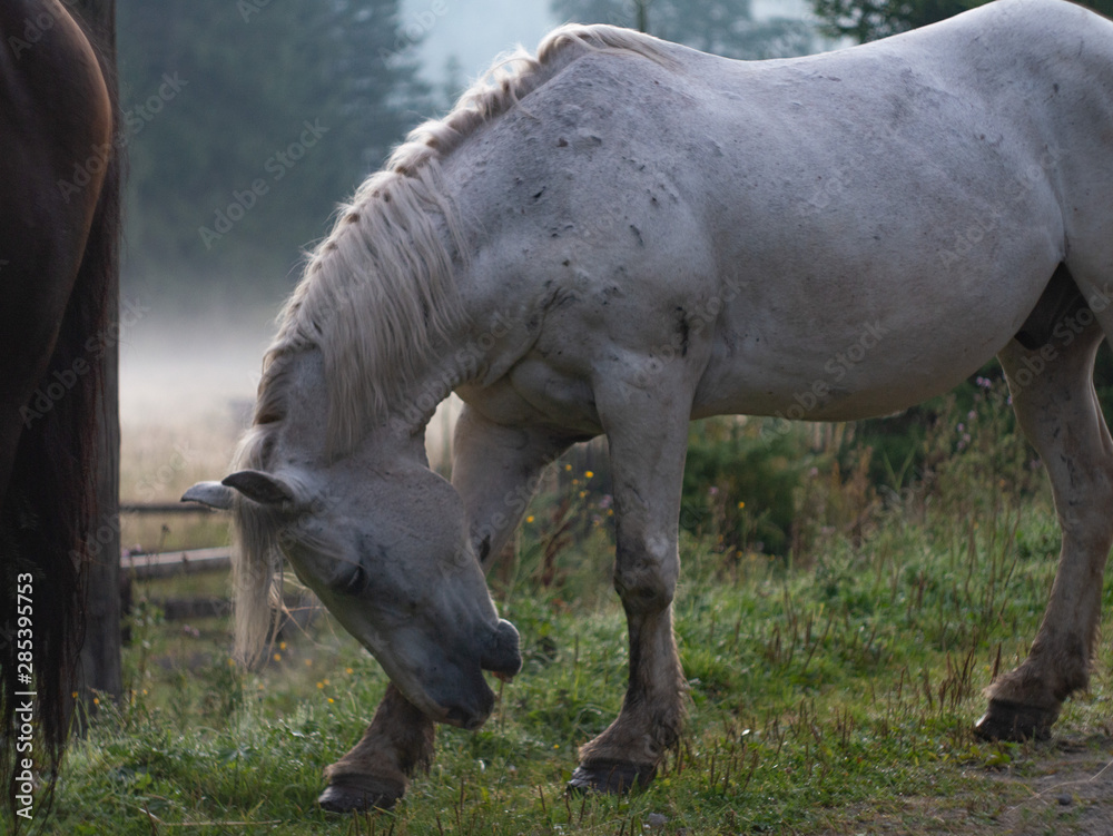 Fototapeta premium Dark and white Horse on a foggy morning