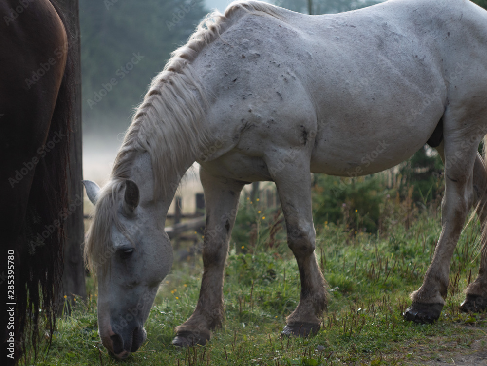 Fototapeta premium Dark and white Horse on a foggy morning