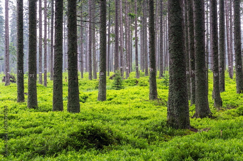 Numbers on coniferous spruce trees, blueberry bush, forestry concept