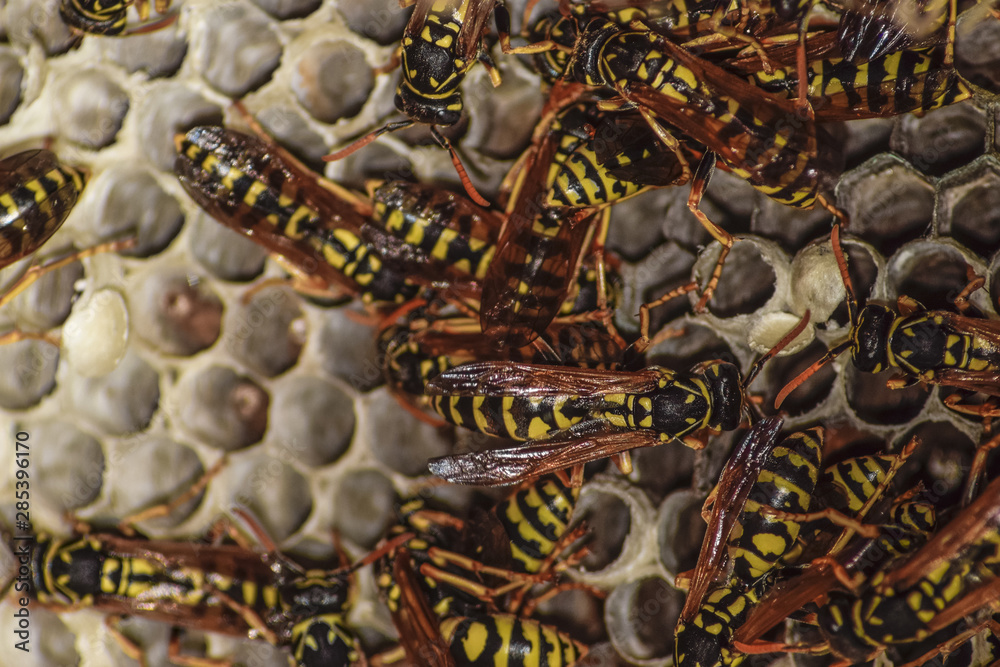 Fototapeta premium Wasp nest with wasps sitting on it. Wasps polist. The nest of a family of wasps which is taken a close-up
