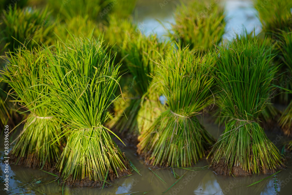 Rice seedlings, Agriculture in rice fields
