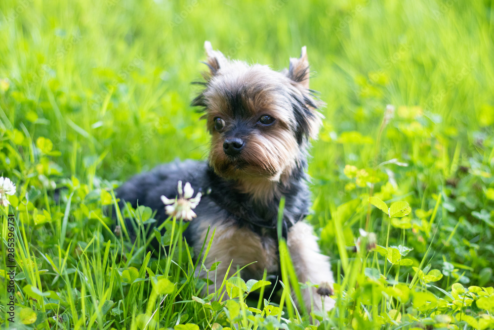 Yokshire Terrier for a walk in the grass. little dog. a pet . Yokshire Terrier for a walk in the grass. little dog. a pet .