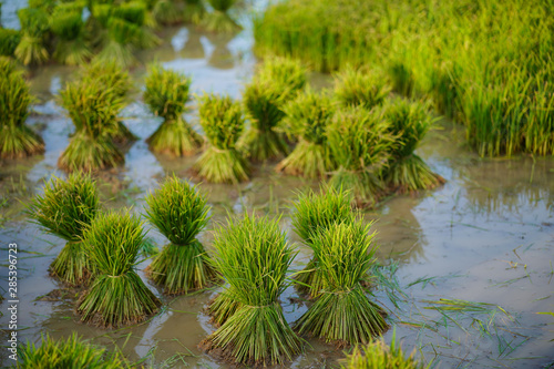 Rice seedlings, Agriculture in rice fields