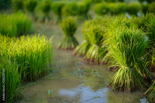 Rice seedlings, Agriculture in rice fields