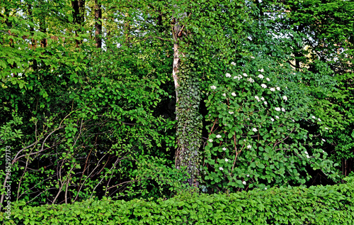 Trees and bushes on a vineyard in Frankfurt, Germany