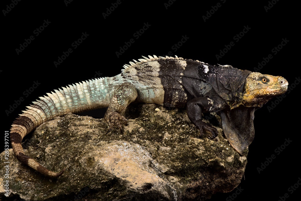 Fototapeta premium Black-chested Spiny-tailed Iguana (Ctenosaura melanosterna)