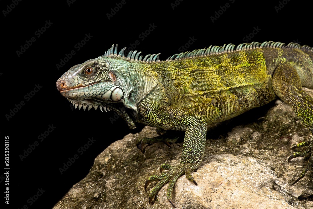 Fototapeta premium Caribbean Green iguana (Iguana iguana ssp.)