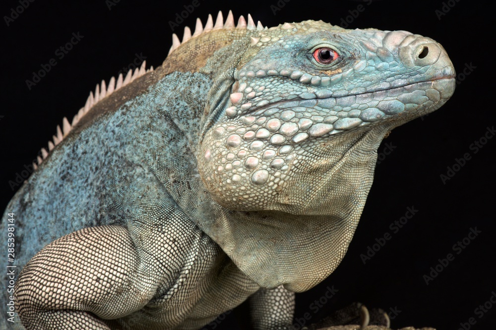 Fototapeta premium Grand Cayman blue iguana (Cyclura lewisi)