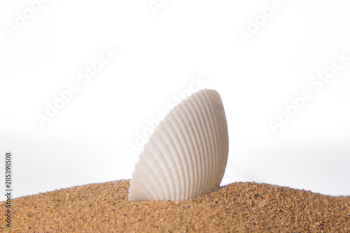 Seashell in the sand on the beach on a white background photo