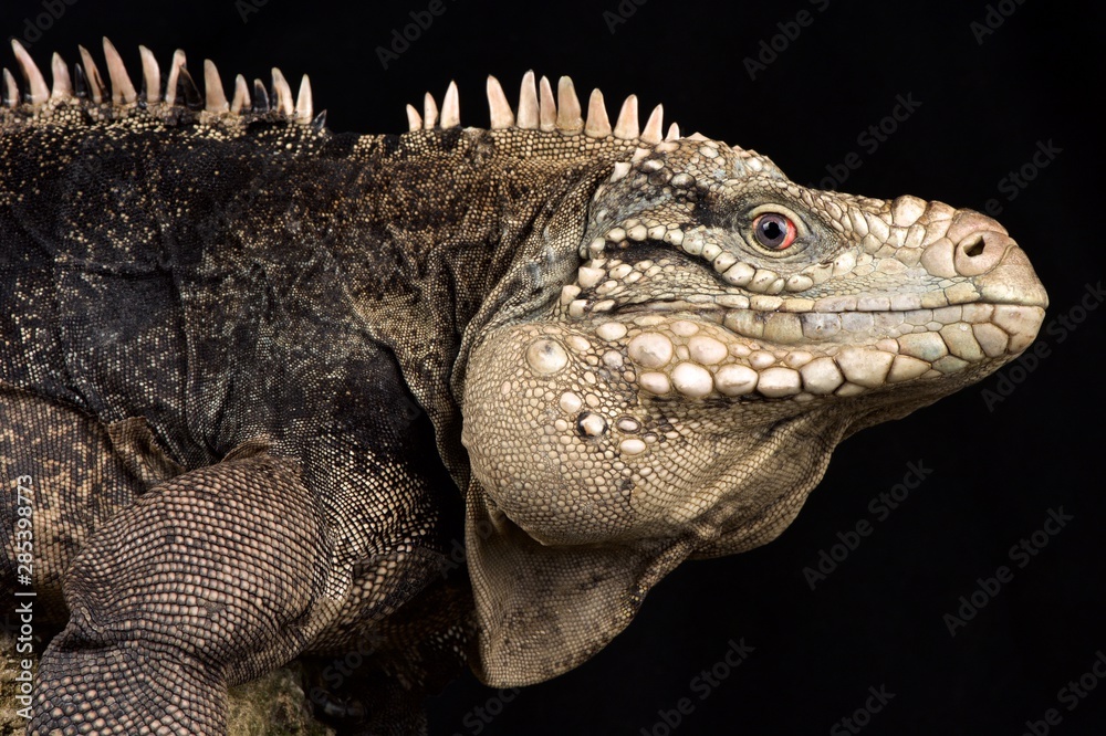 Fototapeta premium Lesser Caymans iguana (Cyclura nubila caymanensis)
