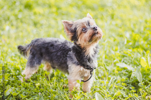 Yokshire Terrier for a walk in the grass. little dog. a pet . photo