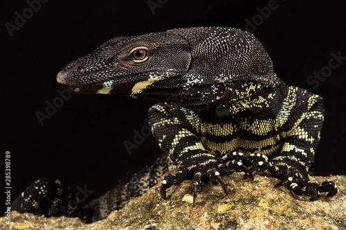 Canvastavla Lace monitor (Varanus varius)