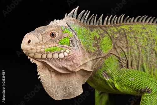 Lesser Antillean Iguana (Iguana delicatissima)