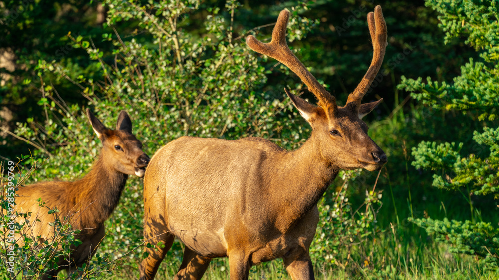 rain deer rain deer