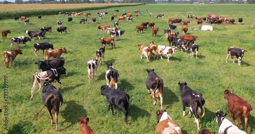 Aerial view of cows herd grazing on pasture field, top view drone pov , in grass field these cows are usually used for dairy production.