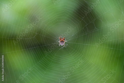Small spider in his web of Araneus. Lovcen spider network