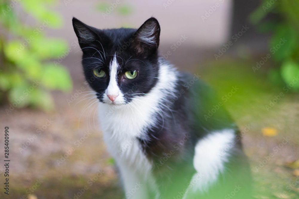 Sad street stray cat. Lonely cat sits and looks Sad street stray cat. Lonely cat sits and looks