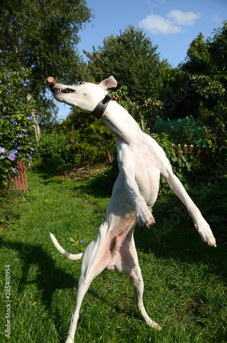 Whippet dog jups to grab a piece of sausage.