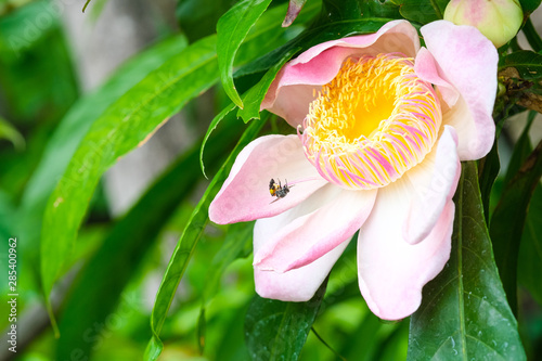 beauty fresh gustavia gracillima pink flower endangered species with bee photo