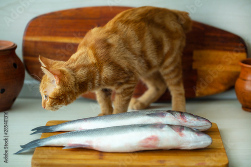 red kitten playing with fresh fish on the kitchen table © Nady