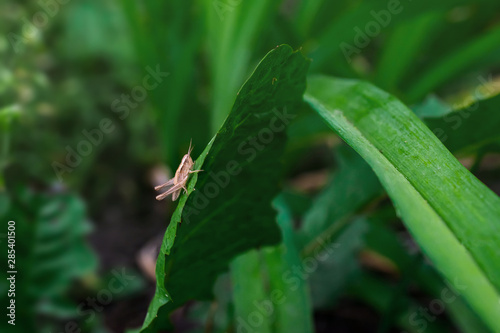 little grasshopper sitting on a green blade
