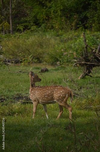 deer  © Param
