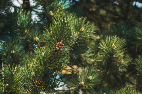 Cones of fir tree, hang from evergreen conifer branches. Forest backgrounds.