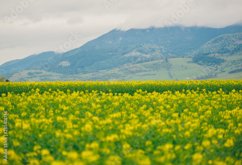 Beautiful flowers blooming on a spring meadow in the mountains Tatra in Slovakia
