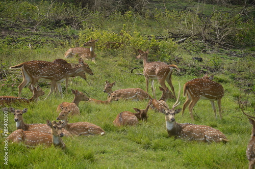deers 