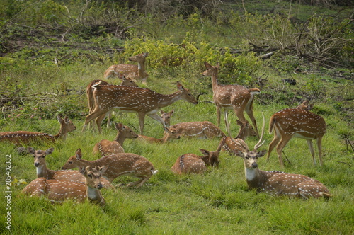 deers 