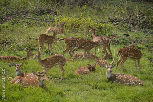 deers 
