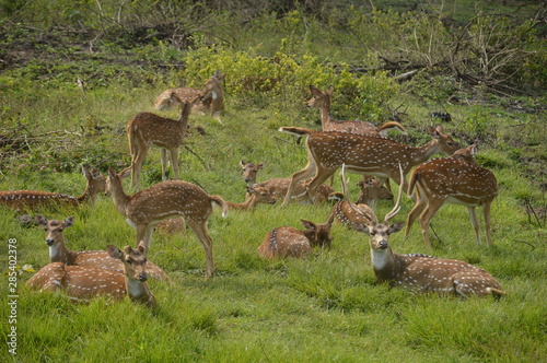 deers 